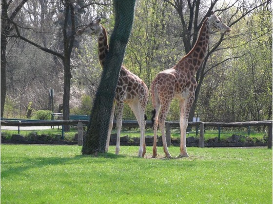 ZOO Lodz – Rothschild’s Giraffe