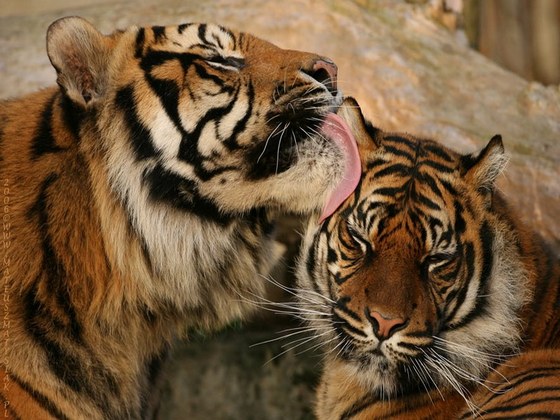 Warsaw Zoo – Sumatran Tiger