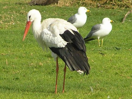 Warsaw Zoo – White Stork