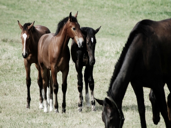 Książ Herd
