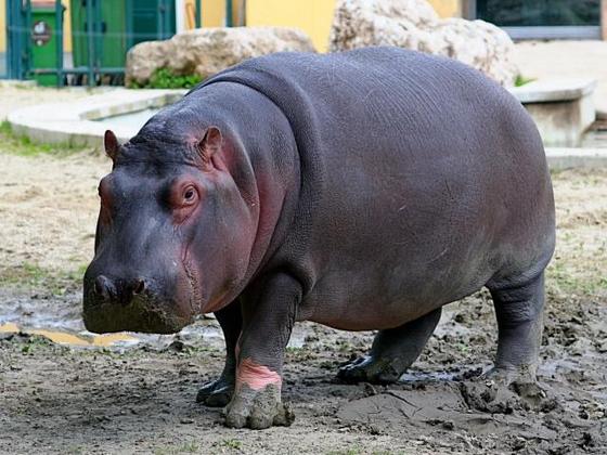 ZOO Ostrava – Hippopotamus
