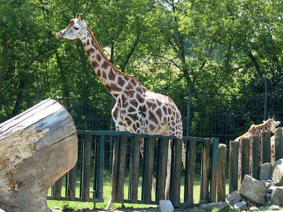 ZOO Ústí nad Labem – Rotshildova Giraffe