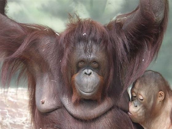 ZOO Ústí nad Labem – Bornean orangutan