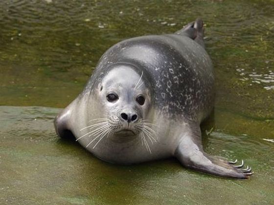 ZOO Ústí nad Labem – Common seal