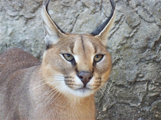 ZOO Fauverie du Faron – Le Panthere