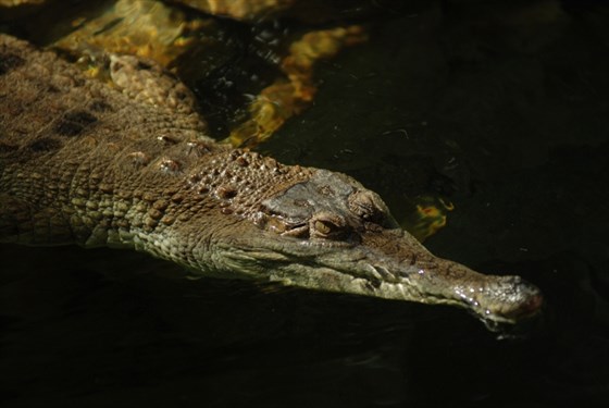 Ostrava Zoo – Shield Crocodile