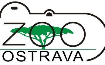Ostrava Zoo – Dianin the Cat