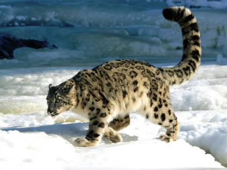 Malkia Park Snow Leopard