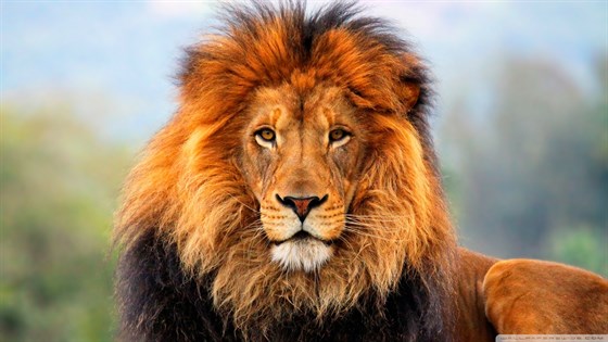 ZOO Fantasy Golf Plasy – Desert Lion