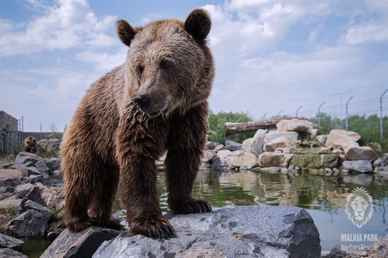 Malkia Park Brown Bear