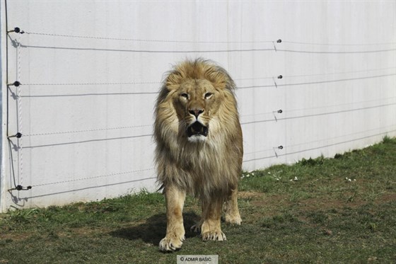 Pionyrska Valley ZOO Sarajevo African Lion