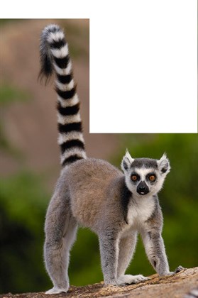 Pioneer Valley of the Sarajevo Lemur Zoo