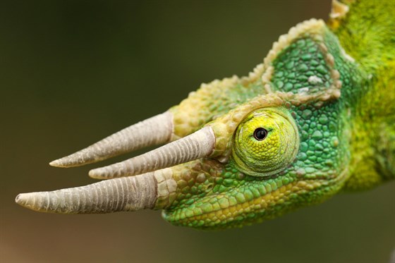 Zoopark tour