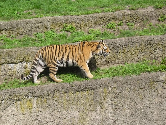 ZOO Lódž – Tygrys Amurski