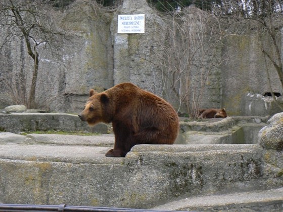 ZOO Warszawa – Niedźwiedź Brunatny