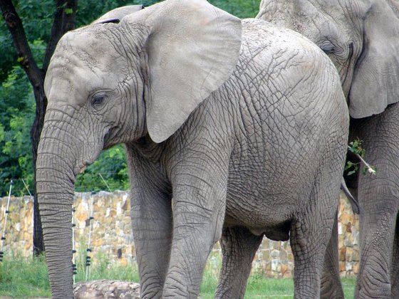 ZOO Warszawa – Slon Afrykanski