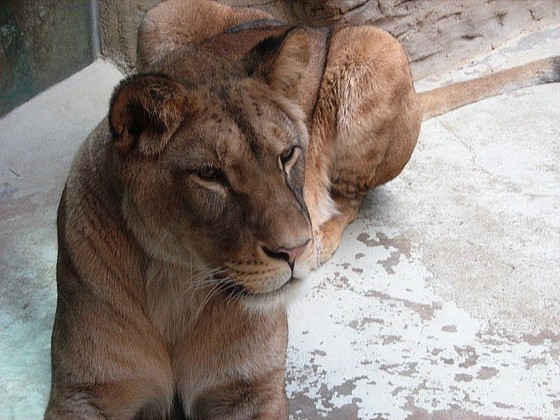 ZOO Wroclaw – Žirafa, Lev