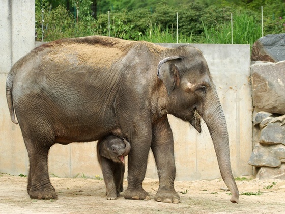 ZOO Ostrava – lev indický