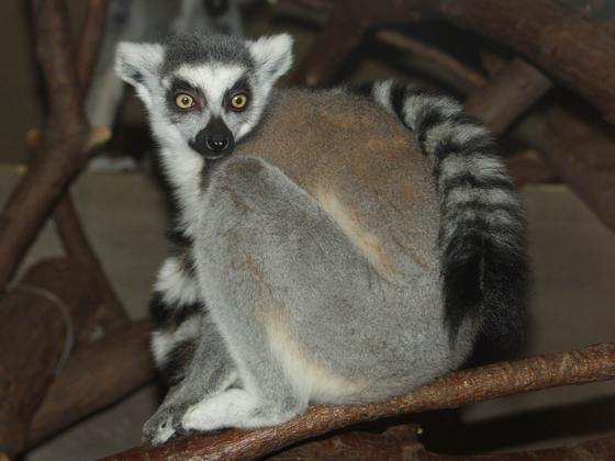 ZOO Ústí nad Labem – Gepard Štíhly