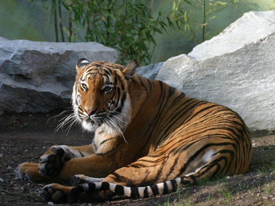 ZOO Ústí nad Labem – Tygr Malajský