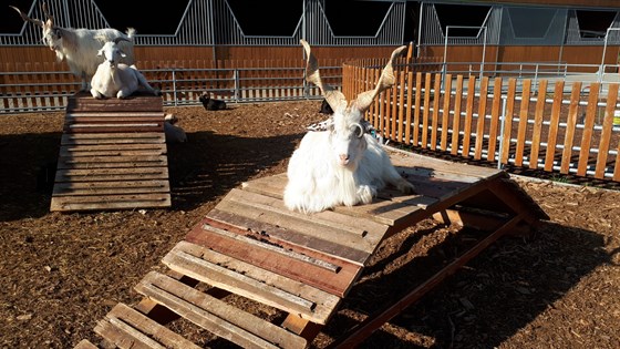 Farmapark Soběhrdy pštros EMU