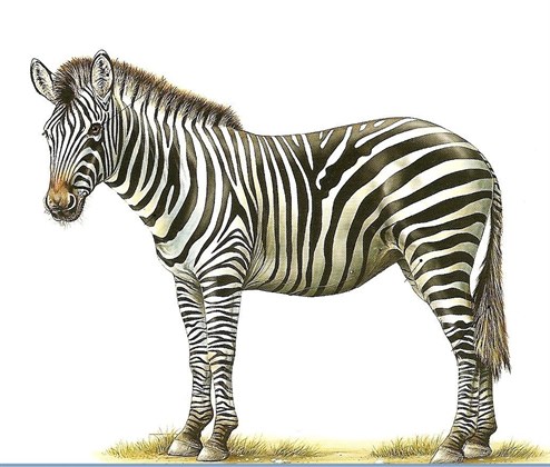 Pionyrska dolina ZOO sarajevo zebra